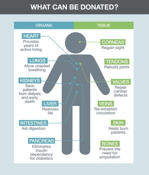 Some thoughts about organ and tissue donation when hastening death ...